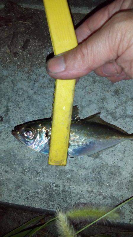 ハゼングからのアジング